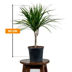 დრაცენა Marginata 1PP 90 სმ