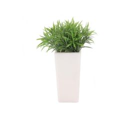 Plant in white pot Koopman