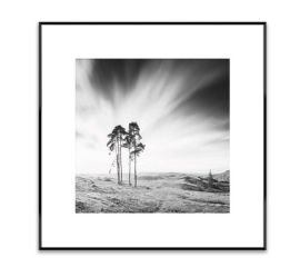 Picture in a frame Styler AB088 TREES 50X50