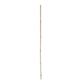 Decorative bamboo 10-14 150 cm