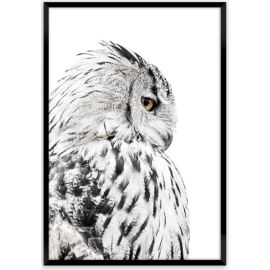 Picture in frame Styler Owl FP068 50X70 cm
