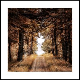 Picture in a frame Styler AB188 BROWN FOREST 50X50