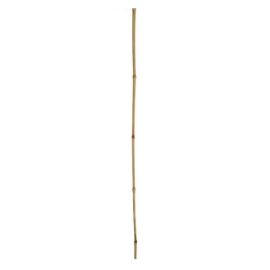 Decorative bamboo 12-14 120 cm