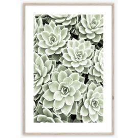 Picture in frame Styler Succulents BR009 50X70 cm