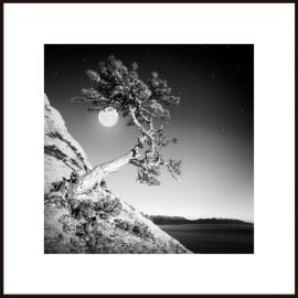 Picture in a frame Styler AB121 MOON TREE 50X50