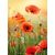 Glass picture Styler Red Poppy GL369  50X70 cm