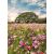 Glass picture Styler Meadow GL368 50X70 cm