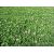 Газонная трава семена GL Seeds Клевер белый 30г