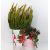 კერამიკული ქოთანი ყვავილებისთვის Scheurich 870/11 Foresta