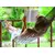 Hammock 2019CMP025