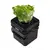 Hydrophonics DWC system GrowGrow 20l