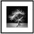 Picture in frame Styler Dandel 1 AB007 50X50 cm