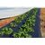 Agrofibre black 60g/m2 1.6x100 m