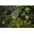 Camouflage tarpaulin Bradas CAMOforest PLCF902/3 2x3 м 90 г/м²