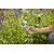 Pruner Gardena 8754-20