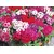 Seeds Phlox GL Seeds Drummond 0,2g