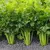 თესლი ნიახურის GL Seeds1 გ