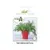 კამის თესლი Elitsort Seeds Ella 1გრ