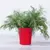 კამის თესლი Elitsort Seeds Ella 1გრ
