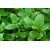 პიტნის თესლი GL Seeds 0,1 გ