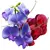 Seeds Polka dots GL Seeds fragrant Maritime flag 1g