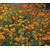 Seeds Marigolds GL Seeds Star Fire 0,15g