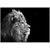Картина на стекле Styler Lion GL104 70X100 см