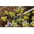 Manual cultivator Gardena 3132-20 3.6 cm