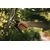 Secateurs Fiskars PowerGear L P961 26 mm