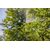 Backpack sprayer Gardena 11140-20 12 l
