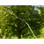 Backpack sprayer Gardena 11140-20 12 l