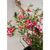 ვეიგელა Weigelia Floribunda A.Clt 7 40-60 50 სმ