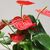 ანტურიუმ Anthurium 60 სმ
