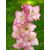 Bulbous SUP Gladiolus Priscilla (x2)