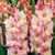 Bulbous SUP Gladiolus Priscilla (x2)