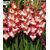 Bulbous SUP Gladiolus Priscilla (x2)