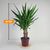იუკა Yucca elephantipes Tres Cañas 30 stam 60 სმ