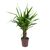 იუკა Yucca elephantipes Tres Cañas 30 stam 60 სმ