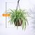 ქლოროფიტუმი CHLOROPHYTUM HANGING 25 სმ