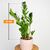 ზამიოკულკასი Zamioculcas 60 სმ