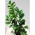 ზამიოკულკასი Zamioculcas 60 სმ