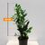 ზამიოკულკასი Zamioculcas 60 სმ