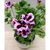 პელარგონია Pelargonium Hanging 30 სმ
