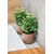 ქოთანი ყვავავილის FORM PLASTIC Satina Eco 20 ნატურალური ხე 4383-078