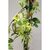 ჟასმინი Rhyncospermum Jasminoides C3