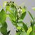მოცვი Vaccinium corymbosum
