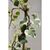 სურო Hedera Colchica Dentata Variegata