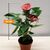 Антуриум Anthurium 30 см