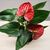 Антуриум Anthurium 30 см