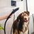 Hansgrohe Dog Shower Head 26640670